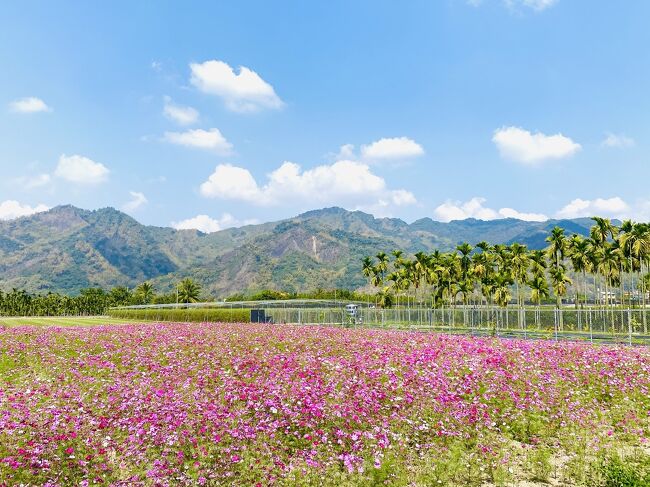 主要な訪問先は次の通り<br /><br />1)旗山天后宮、旗山神社跡、孔子廟、旧旗山駅、内門順賢宮<br />2)内門順賢宮、北極殿、朝天宮、客家民俗村、コスモス畑、美濃湖<br />3)客家文物館、土地公廟めぐり、雙溪樹木園