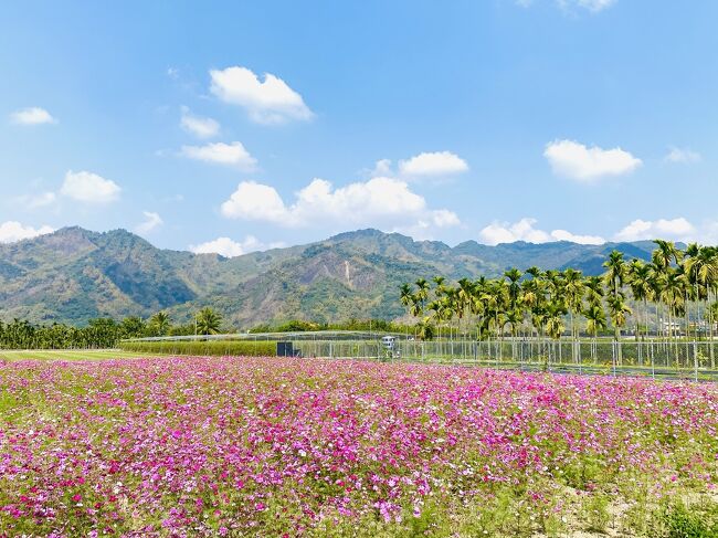 主要な訪問先は次の通り<br /><br />1）旗山天后宮、旗山神社跡、孔子廟、旧旗山駅、内門順賢宮<br />2）内門順賢宮、北極殿、朝天宮、客家民俗村、コスモス畑、美濃湖<br />3）客家文物館、土地公廟めぐり、雙溪樹木園