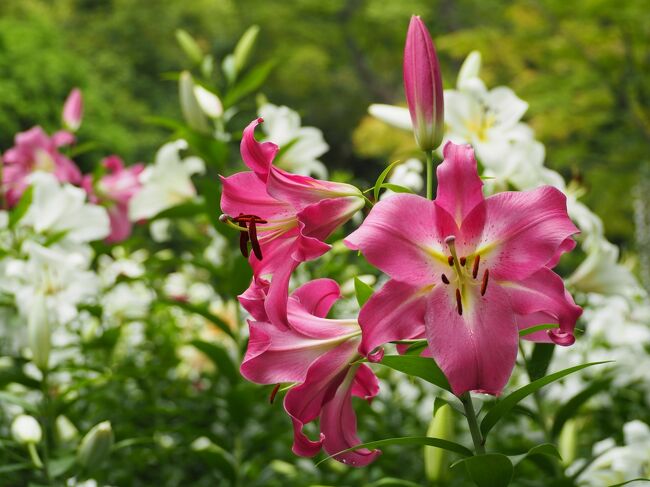 ユリの香りに包まれる 日比谷公園 ＆ バラの2番花が咲く 旧古河庭園