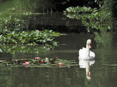 小さな白鳥池と名残紫陽花