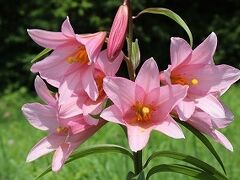 「天空のひめさゆり園」可憐な花に出会えて