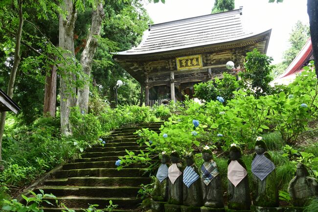 午前中は雨が降らない予報なので飯山市のあじさい人気寺“高源院”へ。いつもなら参道入り口から美しい紫色の並木なのに何故か今年はとても少なく寂しい。ご住職のお母さんに聞いたら、虫が大量発生して茎・葉を食い荒らして花(ガク)が咲かないとか。ちょっぴり残念、帰りは温泉に入りリフレッシュした。<br />