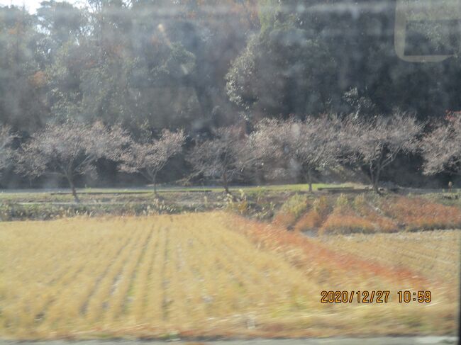 工事その16阿久比町　２０１２２７日曜<br />写真は２０１２２７－１０５９．四季桜が満開です。だからよく分かります。反対側にも並びます。咲いていなければ何の木か判断つきません。看板はすっかり日焼けして判読できません。<br />畑の真ん中の工事。卯坂信号交差点のガス管敷設。廃屋店舗の新たな出発。