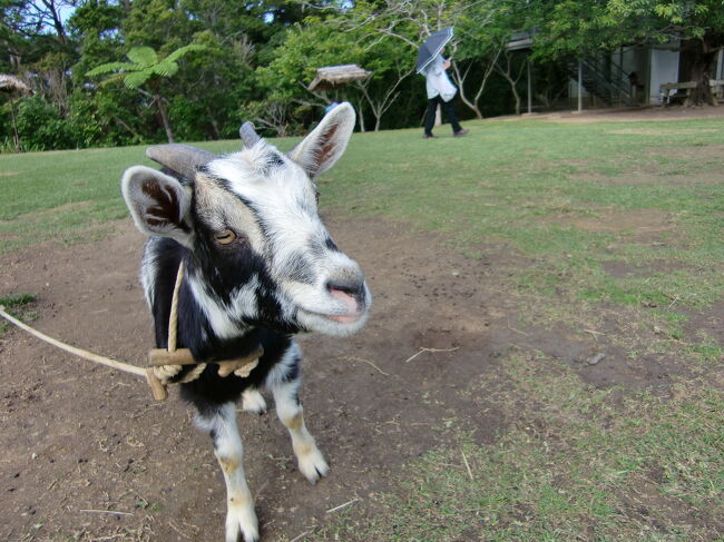 2012*12月の沖縄旅です<br />今はすっかり私の定番となった冬の沖縄ですが<br />このころはまだ春、夏の沖縄しか行ったことがなく<br />知らなかった~<br /><br />12月の沖縄があんなに暑いってことを!<br /><br />タイトル通り、2泊3日 家族でぶらり。ガンバラナイ旅をしてまいりました♪<br /><br />旅行記を作るなんて考えてもいなかった頃のお話<br />写真はヘタクソ&肝心な写真がなかったりしますが<br />思い出として残したいと思います<br />よかったらお付き合い下さい~☆