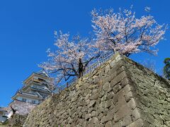 サイクリングで桜満開の福山城へ。