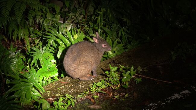ぴょんさん、けんいちの2人旅です。<br /><br />鹿児島県の奄美群島に属する奄美大島、加計呂麻島、喜界島に行ってきました。もう梅雨が明けて真夏の太陽を浴びるつもりでしたが、梅雨前線が留まりずっと雨模様の島旅となりました。それでもアクティビティやグルメを堪能してきました(^-^)<br /><br />奄美大島・加計呂麻島編です。