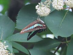 2021森のさんぽ道で見られた蝶(31)アオスジアゲハ、トラフシジミ、クロコノマチョウ、ヒメアカタテハ等