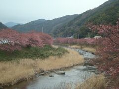 河津桜まつり。徒歩で峰温泉大噴湯公園や原木、来宮神社をまわりました。