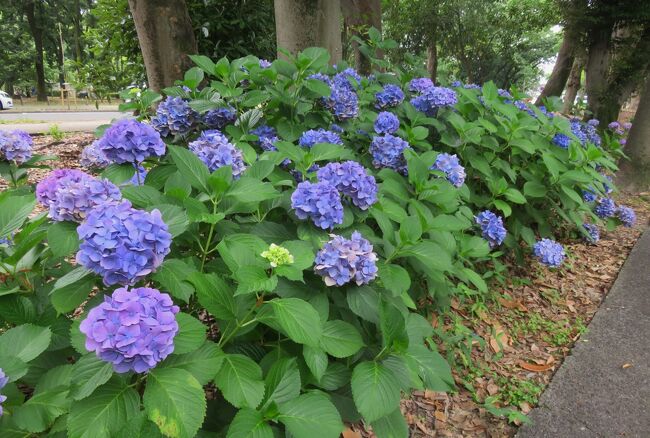 名城公園のあじさいの道の紹介です。現在の名城公園の中心施設は、1988年(昭和63年)に開設された『フラワー・プラザ』です。その周りはバラをはじめとして、季節の花が溢れていましたが、別のブログで紹介することにしました。