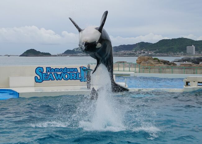 2日目は鴨川シーワールドへ<br />水族館大好きなともちゃんおおはしゃぎです。<br />イルカ、シャチ、ベルーガのショーもどれも見ごたえありました。鴨川シーワールドと言えばやっぱりシャチ。ものすごい勢いの水しぶき。これはレインコートか水着必須ですね。目一杯楽しみました。<br />「鴨川シーワールドなら（神奈川の店舗で勤務時）会社の旅行で行ってきたよ」と妹に言っていたのですが、よく思い出してみると千葉まではフェリーで行っており、東京湾アクアライン開通の遥か前・・・30年以上経っていました。時が経つのは早いものです（笑）<br /><br />写真が多かったので鴨川シーワールドの旅行記は2部に分割します。