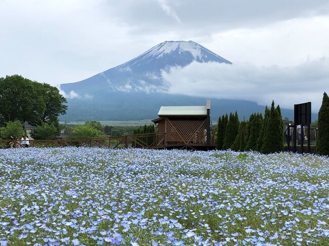 こんな時期なので近場へプチ旅行。久しぶりに訪ねてみたい所、行ったことのない所、そんな所を車で回ってみようかと計画した旅。<br /> 初日は遥か昔に一度だけ行ったことのある彫刻の森美術館へ行って箱根温泉泊。二日目は行ったことのない日本一の大吊り橋三島スカイウォークと富士山を見に山中湖へ、せっかくなのでもう1泊して富士山五合目まで行ってみよう、となりました。<br /> 旅行記は二日目。天気も回復、箱根から三島スカイウォークを観光、その後富士山を見に山中湖'花の都公園'へ。到着したときは、雲がかかって富士山がどこにあるかも分かりませんでしたが、1時間ほどすると雲の上に頭を出しました。今回の旅の最大のミッション、”富士山を見る!” を達成!富士デカい!!感動の旅となりました。