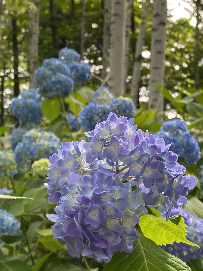 たくさんの花が咲いていました＼^^／