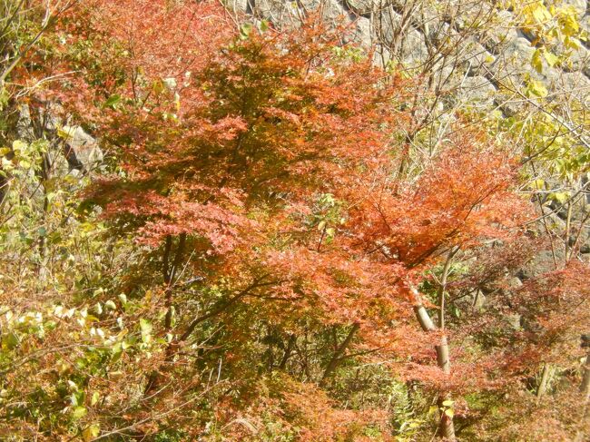 　春の一番初めは六甲山の梅見が山行の初めですが、今回は紅葉を見に行きました。<br />　六甲山は色々な所から色んなバリエーションで楽しめる山です。<br />　神戸という都会から即自然豊かな山やトレッキング、ハイキング、森林植物園等が楽しめます。<br />　神戸市民は駐車料金・森林植物園は無料、65歳以上の県民は入園料が無料です。<br />　<br />　カーナビでスイスイ出かけられます。<br />　電車からでも市街を通れば時間もかからず行く事が出来ます。<br />　六甲山は「毎日登山」をされているかが多いです。<br />　拠点が有り1万回という人も「回数表」みたいなものが有るので分かります。<br />　子供から本格的な山登り、縦走等楽しんでおられます。<br />　道標もしっかりしているので安心です。<br /><br />　森林植物園は色々な分類別エリアが有ります。<br />　森林植物園の中に六甲山の事やメタセコイアの切り株も有ります（直径10m位）。<br />　高山植物のコーナ－は展示館の裏手に有ります。<br /><br />　高齢者から乳児まで気持ちよく遊べる所です。<br />　都会のオアシスですね。<br />