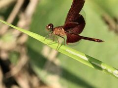 Windsor Nature Parkでお散歩