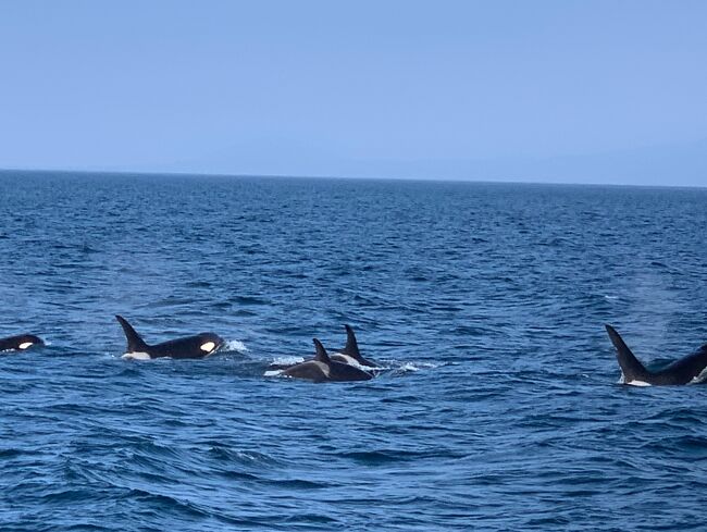 二年前JALどこかにマイルで釧路へ<br />一泊二日という弾丸で阿寒湖や摩周湖、知床ウトロに行きました<br />知床では天候に泣かされ、予約していたクルーズも高波のため欠航、濃霧のためフレペの滝遊歩道も行かれず、知床五湖は何にも見えず…<br />リベンジを誓いました<br />絶対クルーズでヒグマを見る！<br />そして今回は羅臼でシャチを見る！の目的も追加<br />野生動物との出会いを求めて旅立ちました<br />夫婦二人旅<br /><br />羅臼で一泊、ウトロで一泊、最後の日は網走を観光