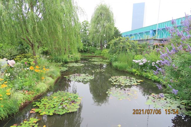 7月6日、午後3時半頃に池袋西武百貨店9階にある食と緑の空中庭園に行き「睡蓮の庭」を訪問しました。　久し振りに訪問しましたので「睡蓮の庭」の美しさを再認識しました。　特にブッドレアーやひまわり、くちなしの花、山ユリ、ハギラン等が咲いており良かったです。　睡蓮の花は咲き始めで、後一週間後に見ごろになりそうでした。<br /><br /><br /><br />*写真は睡蓮の庭の風景