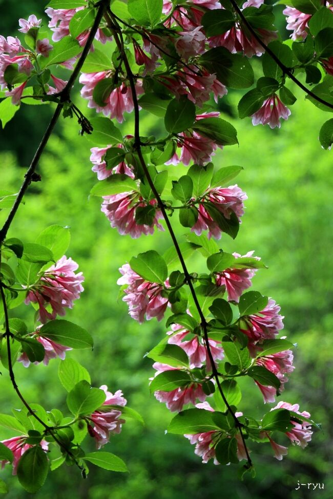 ☆猪苗代湖南部の郡山市湖南町周辺で<br />初夏の野の花を愛でてきました。<br />ところが林道の災害復旧工事の為に通行止め、<br />毎年楽しみにしていた御霊櫃峠のアズマギクが見られませんでした。<br />昨年も一部工事中でしたが東側から峠山頂までは行けたのに<br />今年は東側も西側も平日は通れませんでした。<br />仕方なく別の峠を迂回して猪苗代湖側に入ったものの<br />３０分ほどタイムロス。<br />ま、このくらいのアクシデントなら許容範囲基だけど<br />内心は少しイラついていました(^^;)。<br />しかし猪苗代湖南部の野の花は今年も何事もなかったように<br />美しく咲き誇り少しイラついた未熟な心を穏やかにしてくれました。<br />やっぱ、自然はいいな～(^^♪。<br /><br />