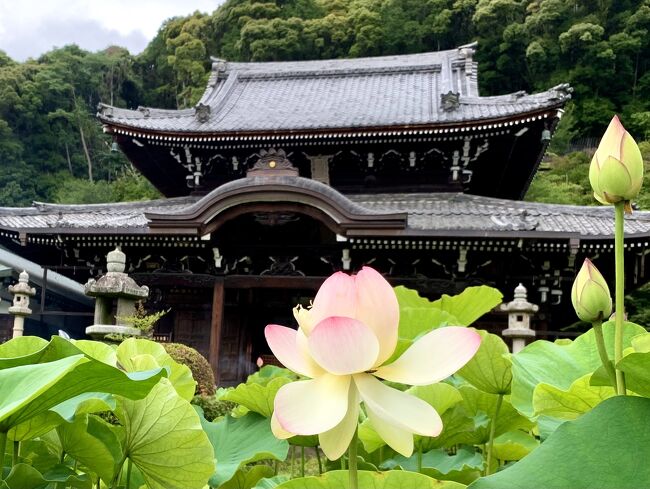 7月2日から4日までの二泊三日で梅雨時期の京都へ行って来ました。。<br />桜の時期と紅葉の時期、メチャメチャ暑い夏の時期には行っているのですが、梅雨の時期の見所は紫陽花となんだろう?と思いたって出かけました!<br />そんなこんんなで梅雨時期の京都のあちこちを巡って来ました!!<br />梅雨時期の素敵な京都のご案内になれば良いなと思います(;^ω^)<br /><br />2日目は初日の雨模様から一転して朝から良い天気になりました。<br />今回の宿泊は朝食無しにしたのでコンビニのおにぎりを食べて出発!!<br />朝食を無しにした理由は、旅費の節約と大事なもう一つの理由が(^O^)<br />それは。。トラベラーたらよろさんから教えて頂いた伊藤軒の美味しいパフェ<br />10:00~11:00と限定時間に頂く為なのです!!<br />美味しいパフェを頂いた後はテクテク藤森神社へ。。紫陽花と参拝後は<br />京阪線の墨染駅から三室戸寺へ。。2日目の午前はここまでですが、<br />2日目午後は更に宇治へ移動して美味しいランチを頂いて、<br />この時期ならではの修学旅行生とバッティングした賑やかな平等院へ。。<br />平等院から祇園四条へ戻って先斗町の納涼床で美味しいウマウマな夕食を頂きました♪<br /><br />先ずは2日目の午前になります。。2日目も写真が多いのですが、<br />最後までお付き合い頂きご覧下さい。<br />