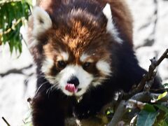 レッサーパンダはかわゆい !!! 広島市安佐動物公園