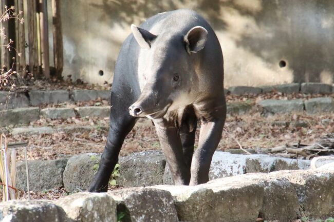 去年2020年に我が地元の埼玉こども動物自然公園でもまたコアラの赤ちゃんが生まれ、秋頃から姿が見られるようになり、これから成長ぶりが見られるのを楽しみにしていました。<br />ところが赤ちゃんは、哀しいことに2020年11月19日に亡くなってしまいました。<br />そんなこともあって、よその動物園でもいいから、コアラの赤ちゃんに会いたくて、たまらなくなりました。<br />コアラの赤ちゃんがいる1番近い動物園は、横浜の金沢動物園(略して「金沢ズー」)でした。<br />インスタグラムのフォロアーさんたちが代わる代わる訪れて、母子の様子や赤ちゃんの成長ぶりを見せてくれました。<br />私もぜひこの目で見たい、できれば自分のカメラでも撮影したい!<br /><br />そんなわけで、レッサーパンダがいなくてこれまで訪れていなかった金沢ズーに、このたび初めて訪れました!<br />ちなみに、横浜は全然日帰り圏内、いやその気になれば我が家から通勤圏内くらいでしたが、朝早いのが苦手な私は横浜に前泊することにし、であれば2泊2日とし、ずっと行く機会がなかった八景島シーパラダイスとハシゴすることにしました。<br /><br />はじめて訪れた金沢ズーは、園内にいろいろな展示や掲示があり、動物の解説も個体紹介も詳しく、どの展示場もゆったりとして、とても気に入りました。<br />入口の昭和レトロななかよしトンネルにはびっくりしましたが、とてもわくわくしたし、写真に撮りたいものばかりでした!<br />折しも1月でしたので、今年2021年の干支の丑にちなんだウシ科の動物に関する展示がたくさんありました。<br />ウシ科の動物ってとても種類が多いので、この動物もそうだったか、と今さらのように気付いたものもありました。<br /><br />というわけで、ハイライトのコアラたちと2番目に楽しみにしていたアオバネワライカワセミは、今回の旅行記シリーズの金沢ズー旅行記の後編にまとめるとし、前編のこの旅行記では、アフリカ区の動物たち、オセアニア区のオオカンガルー、ユーラシア区、アメリカ区の動物たちの写真を、金沢ズーで撮った動物以外のいろいろな写真(オセアニア休憩所に転じされていた写真、丑年にちなんだ「ウシウシうっしっし展」と「どっちがウシでしょう!?」のクイズパネル、冬の金沢動物園の写真展示)、それから買い物はしなかったのですが、ののはなギフトショップで少し撮った写真と共にまとめました。<br /><br /><ずっと訪れたいと思っていた横浜の金沢動物園と八景島シーパラダイスを1日ずつはしごするために日帰りできる横浜に2泊2日した旅行記のシリーズ構成><br />□(1)横浜前泊グルメ&金沢動物園・八景島シーパラダイスへのアクセスと園内いろいろ&グッズみやげ<br />■(2)金沢動物園(前)昭和レトロななかよしトンネルや丑年にちなんだ写真展や展示からアフリカ区の動物など<br />□(3)金沢動物園(後)Helloコアラの赤ちゃん!~コアラをメインに2番目当てのアオバネワライカワセミ<br />□(4)八景島シーパラダイス(前)レッサーパンダやホッキョクグマがいるアクアミュージーアムとイルカショー<br />□(5)八景島シーパラダイス(後)オタリアの書初めが見られたふれあいラグーンとドルフィンファンタジー<br /><br />金沢動物園の公式サイト<br />http://www.hama-midorinokyokai.or.jp/zoo/kanazawa/<br /><br /><タイムメモ(金沢動物園・詳細版)><br />【2021年1月10日(日)】<br />17:10 相鉄フレッサイン横浜駅東口にチェックイン<br />18:05-19:00 四川料理「京華楼」鶴屋街CRANE店で夕食<br /><br />【2021年1月11日(月)祝日】<br />06:00 起床<br />07:50-08:10 ホテル併設のBECKS COFFEEで朝食プレートの朝食<br />08:30すぎ ホテルを出る<br />(急いだので京急線のホームまで5分)<br />08:40発 エアポート急行に乗車<br />09:00 金沢文庫駅着<br />09:21発 京急バス<急行>「金沢動物園」行に乗車<br />09:30 金沢動物園に到着(開園09:30)<br />09:30すぎ 入園&なかよしトンネル★<br />09:45-09:50 ヒガシクロサイ・キリン★<br />09:50 アラビアオリックス★<br />09:50-10:00 オカピ(室内展示)<br />(&屋外展示の解説を読んで撮影)<br />10:05 コアラ展示場到着<br />10:10-10:15 アオバネワライカワセミ<br />(無料休憩所にて)<br />10:20-10:30 オオカンガルー★<br />(ウォークスルー)<br />10:30すぎ コアラ展示場周辺でうろうろ<br />10:55 コアラ展示場でスタンバイ開始<br />(11:30すぎ 飼育員さんが登場、コアラ目覚める)<br />(12:35 ぼたんユーカリ食べ終わり赤ちゃん授乳)<br />(12:40 コアラ全員寝た)<br />12:45 コアラ展示場を出る<br />12:45-13:50 自販機のパンでランチ休憩<br />13:55 オカピ(室内)<br />14:00-14:05 タンチョウ★<br />14:05すぎ ホンシュウジカ★<br />14:10 シロテテナガザル★<br />14:15 バーラル(写真は後ろ姿のみ)★<br />14:15-14:20 ニホンカモシカ★<br />14:25 インドサイ★<br />14:30-14:40 ベアードバク★<br />14:40 マーラ★<br />14:50 こども広場のカピバラ★<br />14:55-15:00 オオツノヒツジ(上から)★<br />15:05-15:10 オオツノヒツジ(下から)★<br />15:15-15:20すぎ ののはな館の売店散策<br />15:40-16:25すぎ コアラ<br />(全員寝ていたので写真チェックしながら待つ)<br />(16:20頃からぼたんと赤ちゃん目覚める)<br />16:30 帰り際にペリカン★<br />16:30 金沢動物園を出る(閉園16:30)<br />16:34発 京急バス<急行>「金沢文庫駅」行に乗車<br />16:45 金沢文庫駅に到着<br />16:49 横浜駅方面の京急線に乗車<br />17:19 横浜駅着<br />17:25頃 いったんホテルに戻る<br />18:00-18:40 「梅蘭」三井アウトレットパーク横浜ベイサイド店で夕食<br /><br />【2021年1月12日(火)】<br />07:45 起床<br />08:10-08:25 ホテル併設のBECKS COFFEEで朝食プレートの朝食<br />08:35 ホテルをチェックアウト<br />08:45 京急本線特急に乗車<br />09:08 金沢八景駅着<br />09:15発 シーサイドラインに乗換<br />09:20すぎ シーサイドラインの八景駅着<br />09:35 八景島シーパラダイスのチケット売り場前に到着<br />(開園までベンチで待つ)<br />10:00 開園と同時にふれあいラグーンに入園<br />(窓口で横浜・八景島シーパラきっぷを入園券と引き換えた後)<br />10:00-16:30 八景島シーパラダイスで水族館を満喫<br />16:35-17:15 ショッピングエリアで買い物<br />17:40すぎ シーサイドラインの八景島駅に到着<br />18:15すぎ 横浜駅に到着<br />18:30-19:15 「梅蘭」三井アウトレットパーク横浜ベイサイド店で夕食<br />19:20 預けた荷物を取りにホテルに戻る<br />19:25 東横線のホームに到着<br />19:30 直通の急行に乗車<br />21:30頃 帰宅<br /><br />※これまでの動物旅行記の目次を作成済。随時更新中。<br />「動物/動物園と水族館の旅行記~レッサーパンダ大好き~ 目次」<br />http://4travel.jp/travelogue/10744070<br /><br />今回の旅行記のシリーズ最初のアクセス・前泊・グルメ・みやげ&八景島シーパラダイスいろいろの旅行記はこちら。<br />「日帰りできる横浜の動物園2園に2泊2日(1)横浜前泊グルメ&金沢動物園・八景島シーパラダイスへのアクセスと園内いろいろ&グッズみやげ」<br />https://4travel.jp/travelogue/11679420
