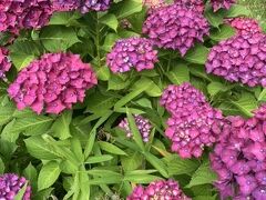 朝、日吉八幡神社を行く