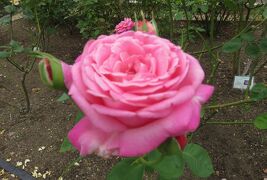 2021初夏、名城公園のバラ(4/6)：ザ・シェパーデス、ボスコベル、ミシェル・メイアン