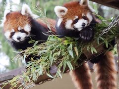 仙台レッサーパンダの赤ちゃん遠征２日間（３）八木山動物園（１）可愛いレッサーパンダ一家～Hello！グミちゃんアケビちゃんそっくりすぎる双子