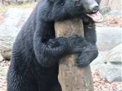 仙台レッサーパンダの赤ちゃん遠征２日間（４）八木山動物園（２）大はしゃぎのトラさんクマさん～新顔もいた大型猛獣たちとアフリカ園