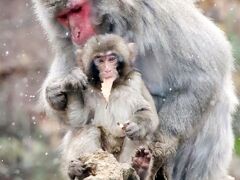 仙台レッサーパンダの赤ちゃん遠征２日間（５）八木山動物園（３）初雪の中のサルたちや面白可愛い草食動物や猛禽類たち＆初のふれあい館