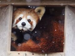 仙台レッサーパンダの赤ちゃん遠征２日間（６）八木山動物園（４）初雪降った２日目のレッサーパンダたち～午後から晴天でリンゴもらった子も！