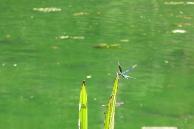 男鹿・滝の頭湧水に行く　