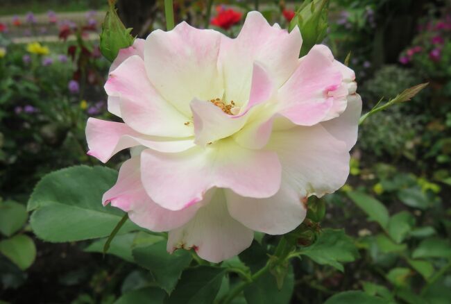 名城公園のバラの紹介です。バラの品種の中でも歴史あるオールドローズやモダンローズの元となったバラは原種・基本種のバラです。原種のバラは野生バラを指し、基本種のバラは歴史が探れないほど古いバラです。日本のハマナスやノイバラもその中に含まれます。