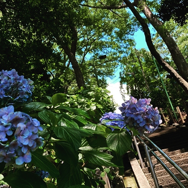 いよいよ梅雨も明けようかというこの時期にようやく重い腰を上げて、少し時期を逸したあじさいを観に行きました。<br />池上本門寺は日蓮上人入滅の地ということもありますが、力道山の墓所があるということで、毎年節分会には人気レスラーが登壇することでも名前が知れているかもしれません。<br />そして、なんといっても久寿餅。亀戸天神、川崎大師と並んで池上本門寺も久寿餅が名物です。<br />思った以上につるっとした喉越しでうまかったです。