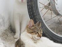 ★猫撮りの旅 第18弾のその3（ギリシャ別冊・エーゲ海の白い宝石 アスティパレア島で猫三昧）