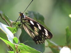 2021森のさんぽ道で見られた蝶(32)ルリタテハ、ゴマダラチョウ、アカボシゴマダラ、ウラナミアカシジミ等