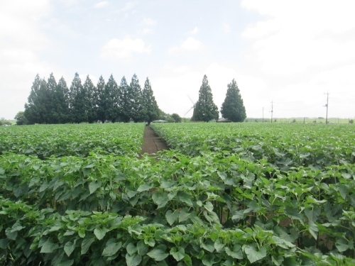 花の名所として四季折々の草花が楽しめる千葉県柏市の「あけぼの山農業公園」の風車前広場では、毎年7月中旬頃から下旬にかけて、1.2haの花畑でひまわりが見ごろを迎える。高さ約2mにまで成長した約5万本のひまわりが咲き乱れる光景は圧巻。品種はハイブリッド・サンフラワーが中心。ひまわりの見ごろ：2015年7月中旬～7月下旬（開花時期は要確認）場所：風車前広場、2021年7月22日～8月31日　 9:00～17:00　※状況により変更・中止となる場合あり。一寸早いと思いながら久しぶりのお天気なので出かけて見ました。<br />その後７月中旬に暴風雨に見舞われ「ひまわり」は薙ぎ倒されてしまいました。７月末で撤去となり８月初旬には何もありませんでした。<br />