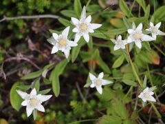 利尻・礼文島の花めぐりの旅Ⅲ（２日目ＰＭ）礼文林道コース散策編