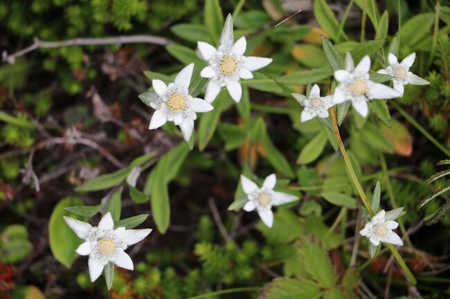 利尻・礼文島の花めぐりの旅Ⅲ（２日目ＰＭ）礼文林道コース散策編