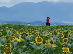 びわ湖湖畔の早咲きのひまわり