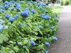 豊平公園で花を愛でた日