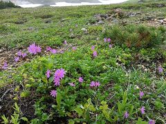 息子夫婦と旭岳姿見の池散策(^^♪今日は合流して散策します。