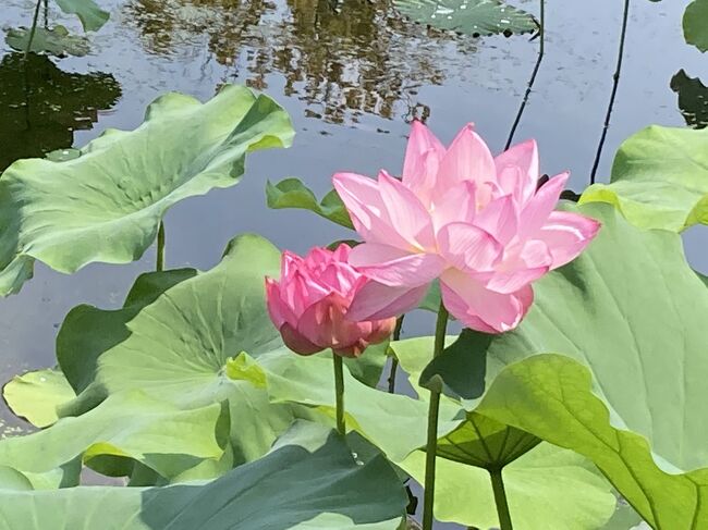 6年ぶりに行った万博記念公園のはす池。<br /><br />日本庭園にある池で、この時期ハスが咲く。<br /><br />ただし、今年はコロナの影響で早朝イベントはなし。<br />ゆえに、早朝から開園もしてくれず、9：30にならないと見せてくれません。<br />ハスは朝早くに咲いて、午後には閉じるのに。。