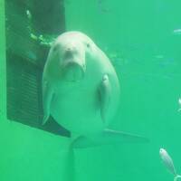 鳥羽・伊勢水族館旅①鳥羽水族館