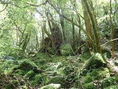 オーマイゴッドな屋久島