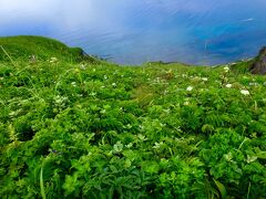 花々の島、降り注ぐ星々　礼文島