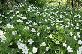 初夏の信州旅行♪　Vol.33 ☆小諸：夢ハーベスト農場　初夏の美しい庭園風景♪