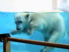 男鹿水族館GAO　はじめまして、フブキ君！！ ユキちゃんのお母さん姿が見れてとれも嬉しいです、ありがとう！！