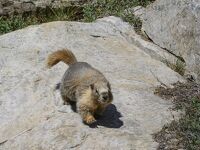 ナキウサギを探してセコイア国立公園の山の中へ