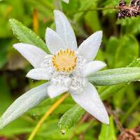 高山植物を愉しむ利尻・礼文　ひとり旅☆桃岩展望台コース　②