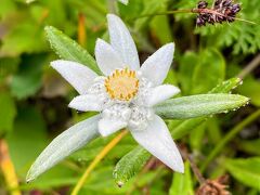 高山植物を愉しむ利尻・礼文　ひとり旅☆桃岩展望台コース　②